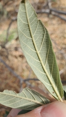 Frangula californica tomentella