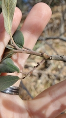 Frangula californica tomentella