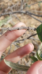Frangula californica tomentella