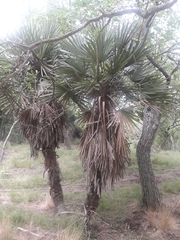Trithrinax campestris