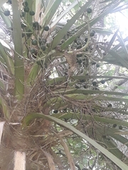 Trithrinax campestris