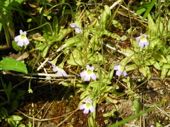 Pinguicula hirtiflora