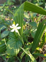 Eleutherine latifolia