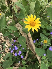 Tithonia tubaeformis