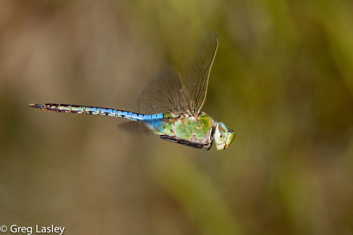 Common Green Darner