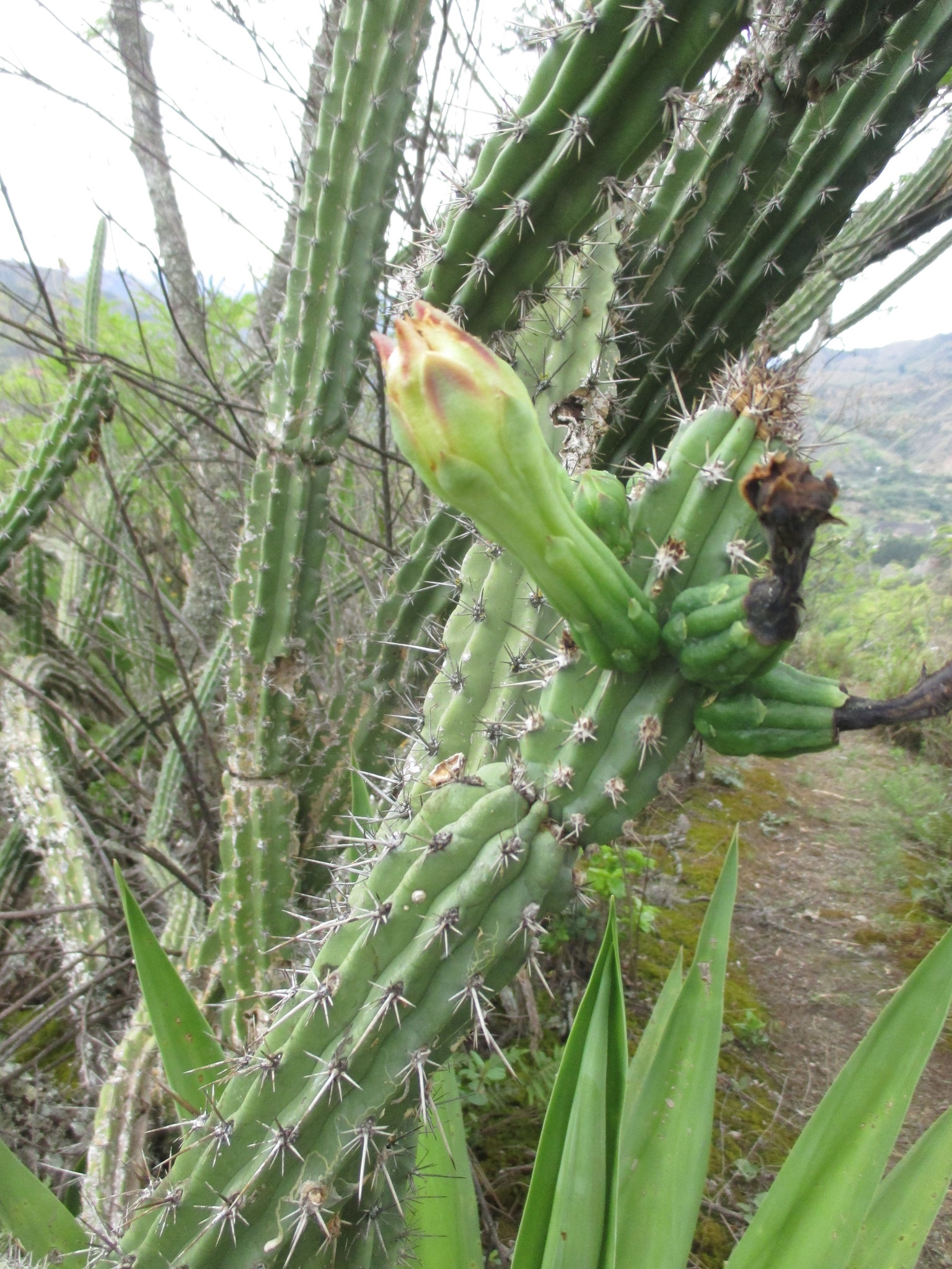 Cactaceae image