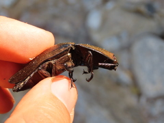 Chalcolepidius silbermanni