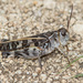 Wrinkled Grasshopper - Photo (c) Greg Lasley, some rights reserved (CC BY-NC), uploaded by Greg Lasley