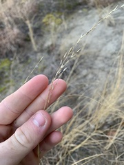 Sporobolus rigidus magnus