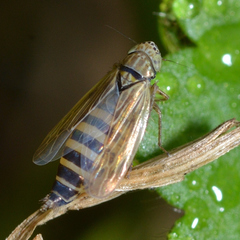 Graminella nigrifrons