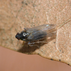 Pissonotus