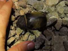 Megasoma