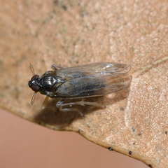 Pissonotus