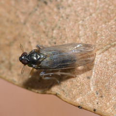 Pissonotus