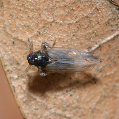 Pissonotus