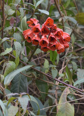 Bomarea formosissima