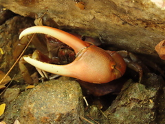 Minuca ecuadoriensis