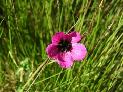 Geranium subcaulescens