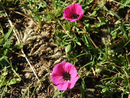 Image of Geranium subcaulescens by (c) Santiago Martín-Bravo, some rights reserved (CC BY)
