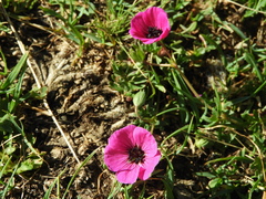 Geranium subcaulescens