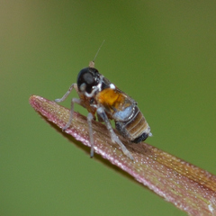Flavoclypeus andromedus