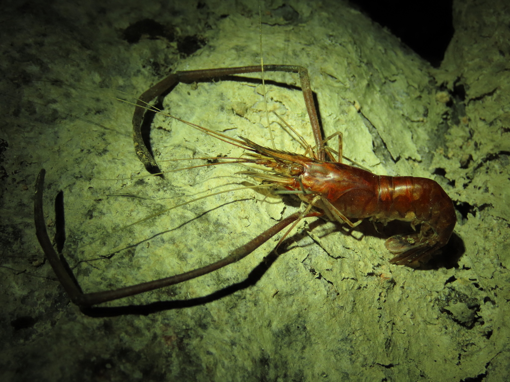 Longarm river prawn