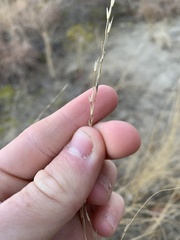 Sporobolus rigidus magnus