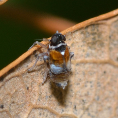 Flavoclypeus andromedus