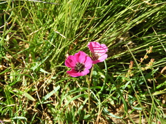 Geranium subcaulescens
