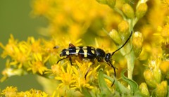 Typocerus sparsus