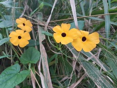 Thunbergia alata image