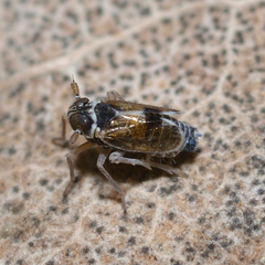 Chionomus puellus