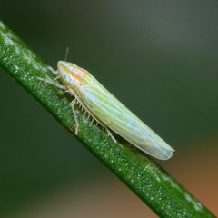 Dikraneura angustata