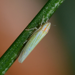 Dikraneura angustata