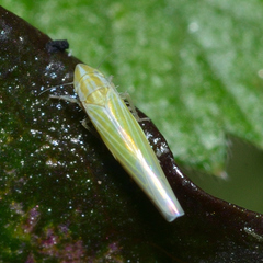 Dikraneura angustata