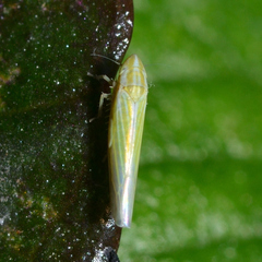 Dikraneura angustata