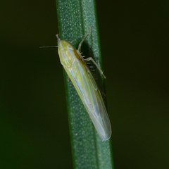 Dikraneura angustata