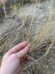 Sporobolus rigidus magnus