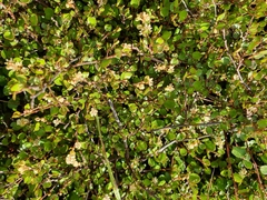 Muehlenbeckia complexa