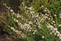 Kunzea ambigua