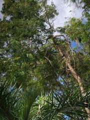Leucaena leucocephala