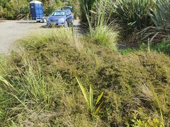 Muehlenbeckia complexa