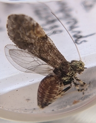 Myopsocidae
