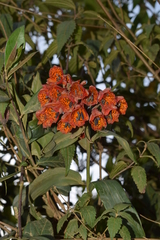 Bomarea formosissima