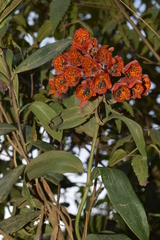 Bomarea formosissima