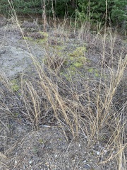 Sporobolus rigidus magnus