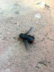 Osca lata