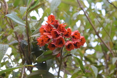 Bomarea formosissima