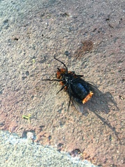 Osca lata