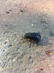 Osca lata